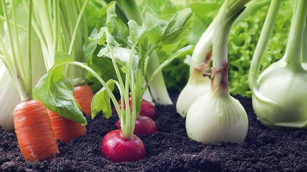 verduras de verano