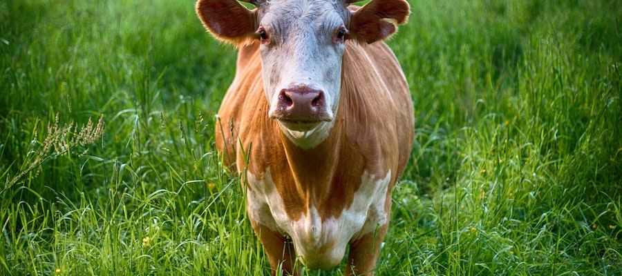 razas de vacas de carne