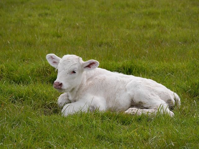 ternera blanca 