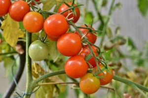 Tomate Variedades
